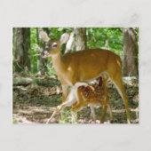 Whitetail Deer - Doe and Fawn Postcard Postkarte (Vorderseite)