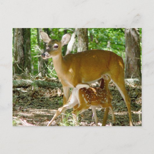 Whitetail Deer - Doe and Fawn Postcard Postkarte (Vorderseite)