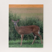 Whitetail Deer Doe Hayfield in Abend Sunset Puzzle (Vertikal)