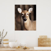 Whitetail Deer Dop Portrait Poster (Küche)