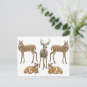 Whitetail Deer Family Postcard Postkarte (Stehend Vorderseite)