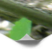 Whitetail Deer Fawn (in the Woods) Poster (Ecke)