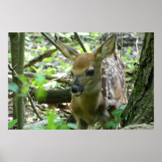 Whitetail Deer Fawn (in the Woods) Poster (Vorne)