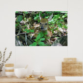 Whitetail Deer Fawn in Woods Poster (Küche)