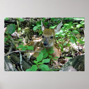 Whitetail Deer Fawn in Woods Poster