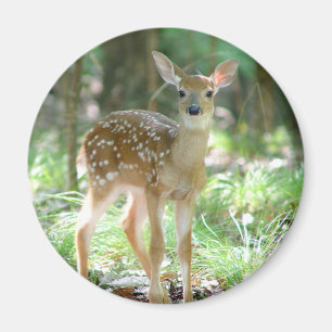 Whitetail Deer Fawn Magnet