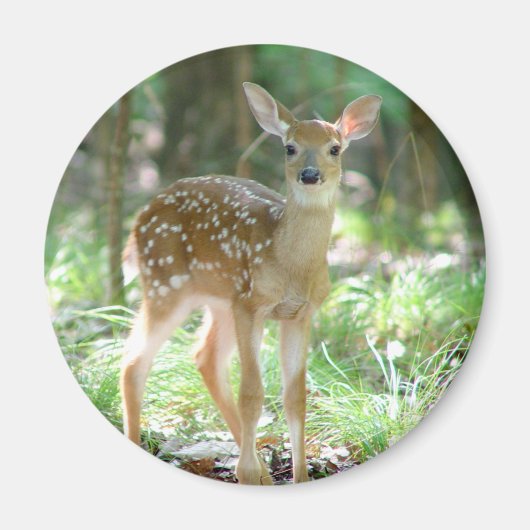 Whitetail Deer Fawn Magnet (Vorne)