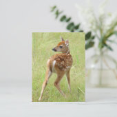 Whitetail Deer Fawn Postcard 6 Postkarte (Stehend Vorderseite)