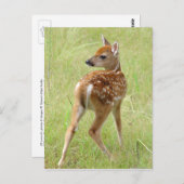 Whitetail Deer Fawn Postcard 6 Postkarte (Vorne/Hinten)