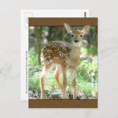 Whitetail Deer Fawn Postcard Postkarte (Vorne/Hinten)