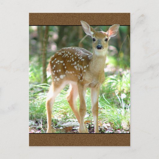 Whitetail Deer Fawn Postcard Postkarte (Vorderseite)