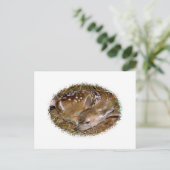 Whitetail Deer Fawn Postkarte (Stehend Vorderseite)