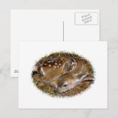 Whitetail Deer Fawn Postkarte (Vorne/Hinten)