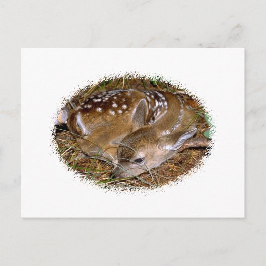 Whitetail Deer Fawn Postkarte (Vorderseite)