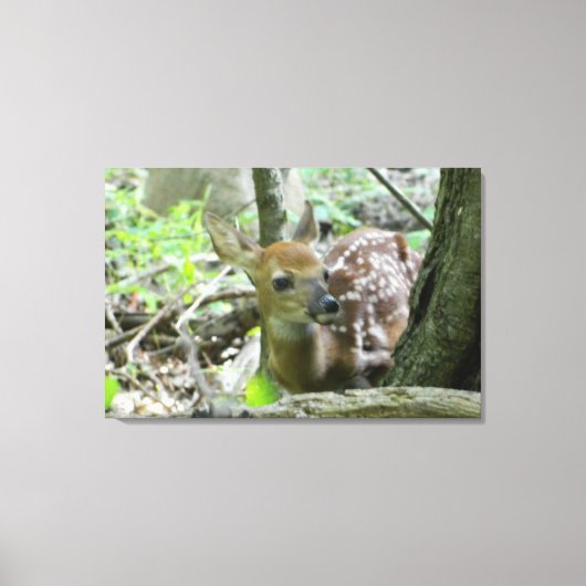Whitetail Deer Fawn (Wrapped Canvas Print) Leinwanddruck (Vorderseite)