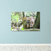 Whitetail Deer Fawn (Wrapped Canvas Print) Leinwanddruck (Insitu (Holzboden))