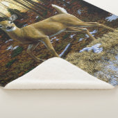 Whitetail Deer im Herbstwald Sherpadecke (3/4)