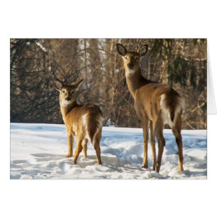 Whitetail Deer im Schnee