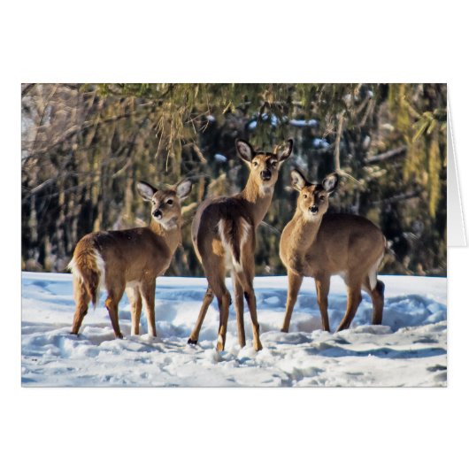 Whitetail Deer im Schnee (Vorderseite (Horizontal))