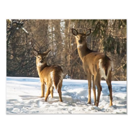Whitetail Deer im Schnee Fotodruck (Vorne)