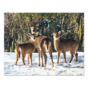 Whitetail Deer im Schnee Fotodruck