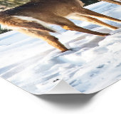 Whitetail Deer im Schnee Fotodruck (Ecke)