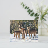 Whitetail Deer im Schnee Postkarte (Stehend Vorderseite)