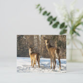 Whitetail Deer im Schnee Postkarte (Stehend Vorderseite)