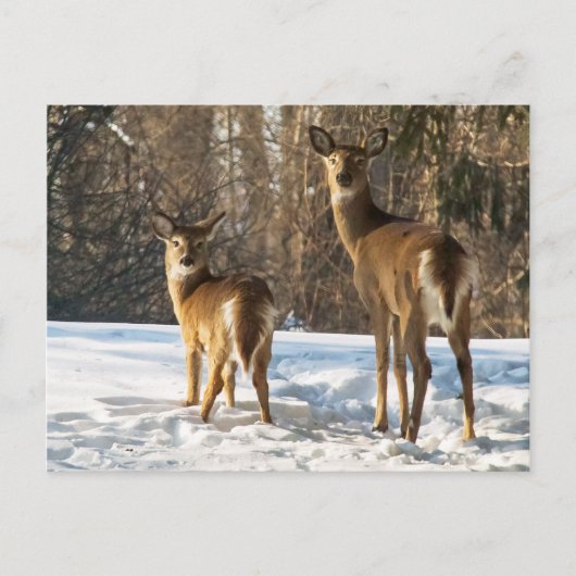 Whitetail Deer im Schnee Postkarte (Vorderseite)