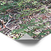 Whitetail Deer in the Poconos, Print 0200 Poster (Ecke)