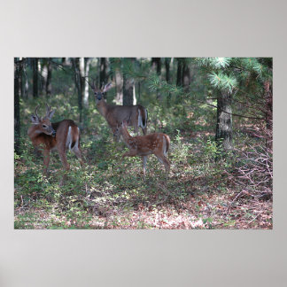Whitetail Deer in the Poconos, Print 0200 Poster