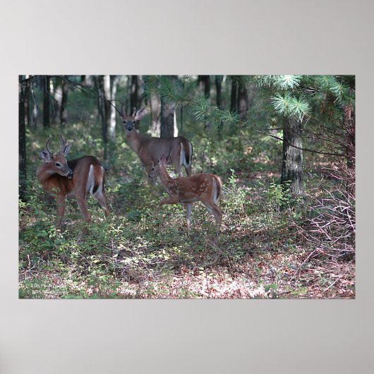 Whitetail Deer in the Poconos, Print 0200 Poster (Vorne)