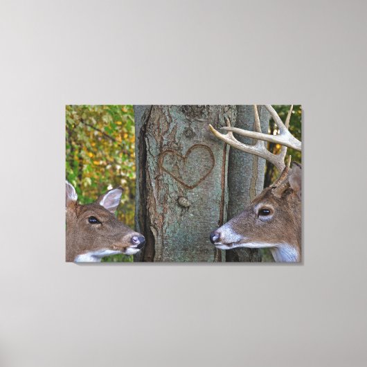 Whitetail Deer mit Herz auf Baum Leinwanddruck (Vorderseite)