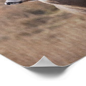 Whitetail Deer Poster (Ecke)