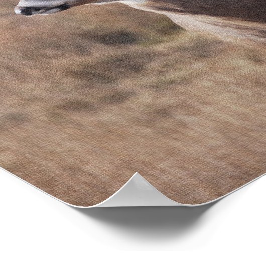 Whitetail Deer Poster (Ecke)