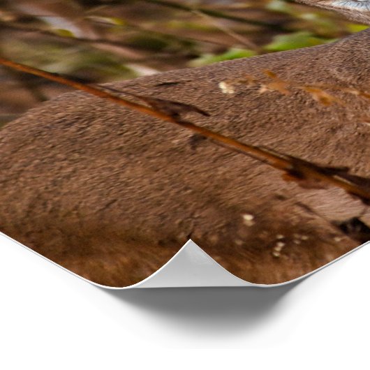 Whitetail Deer Poster (Ecke)