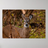 Whitetail Deer Poster (Vorne)