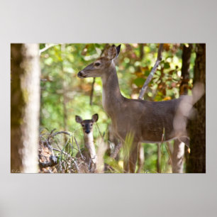 Whitetail Deer Poster "A Little Suraward"