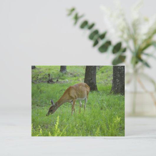 Whitetail Deer Postkarte (Stehend Vorderseite)