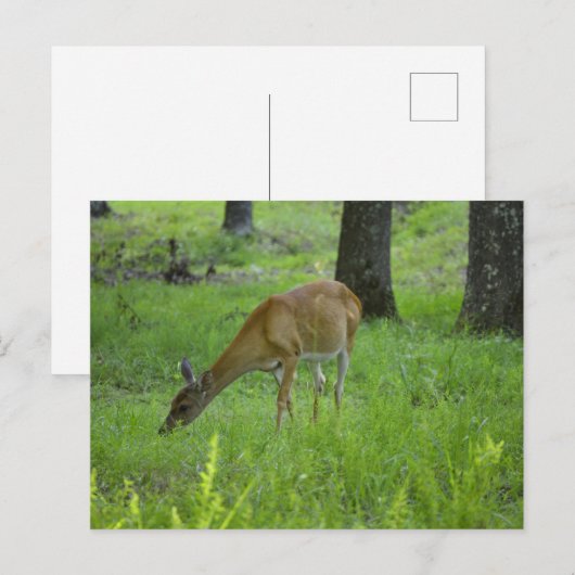 Whitetail Deer Postkarte (Vorne/Hinten)