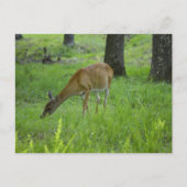 Whitetail Deer Postkarte (Vorderseite)