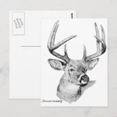 Whitetail Deer Postkarte (Vorne/Hinten)