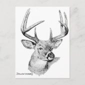 Whitetail Deer Postkarte (Vorderseite)