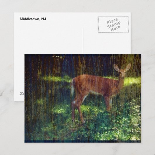 Whitetail Deer Postkarte (Vorne/Hinten)