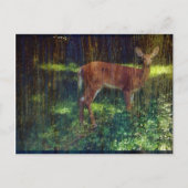 Whitetail Deer Postkarte (Vorderseite)