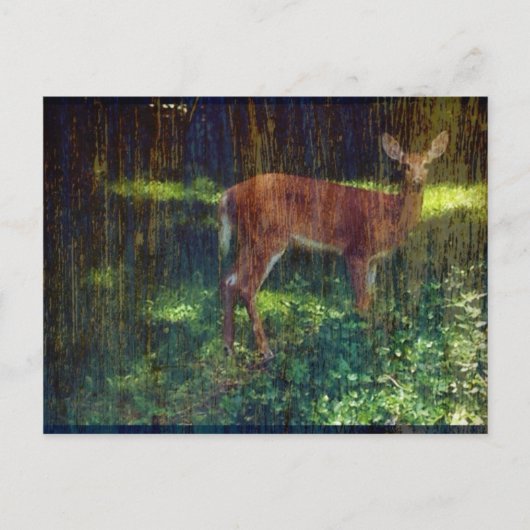 Whitetail Deer Postkarte (Vorderseite)