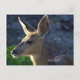 WhiteTail Deer Postkarte