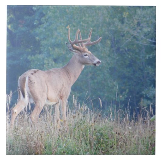 Whitetail Deer (Profil) Dekorative Tile Fliese (Vorderseite)