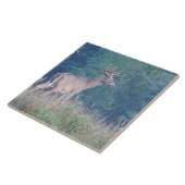 Whitetail Deer (Profil) Dekorative Tile Fliese (Seite)