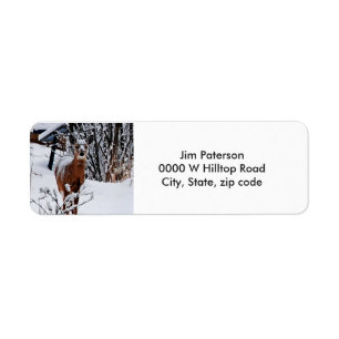 Whitetail Deer Rücksendeadressen-Aufkleber